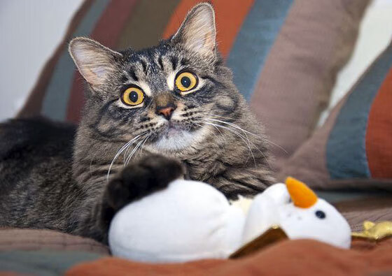 红色帝国的黄昏，当迈凯伦的完美风暴碾过马拉内罗的信仰