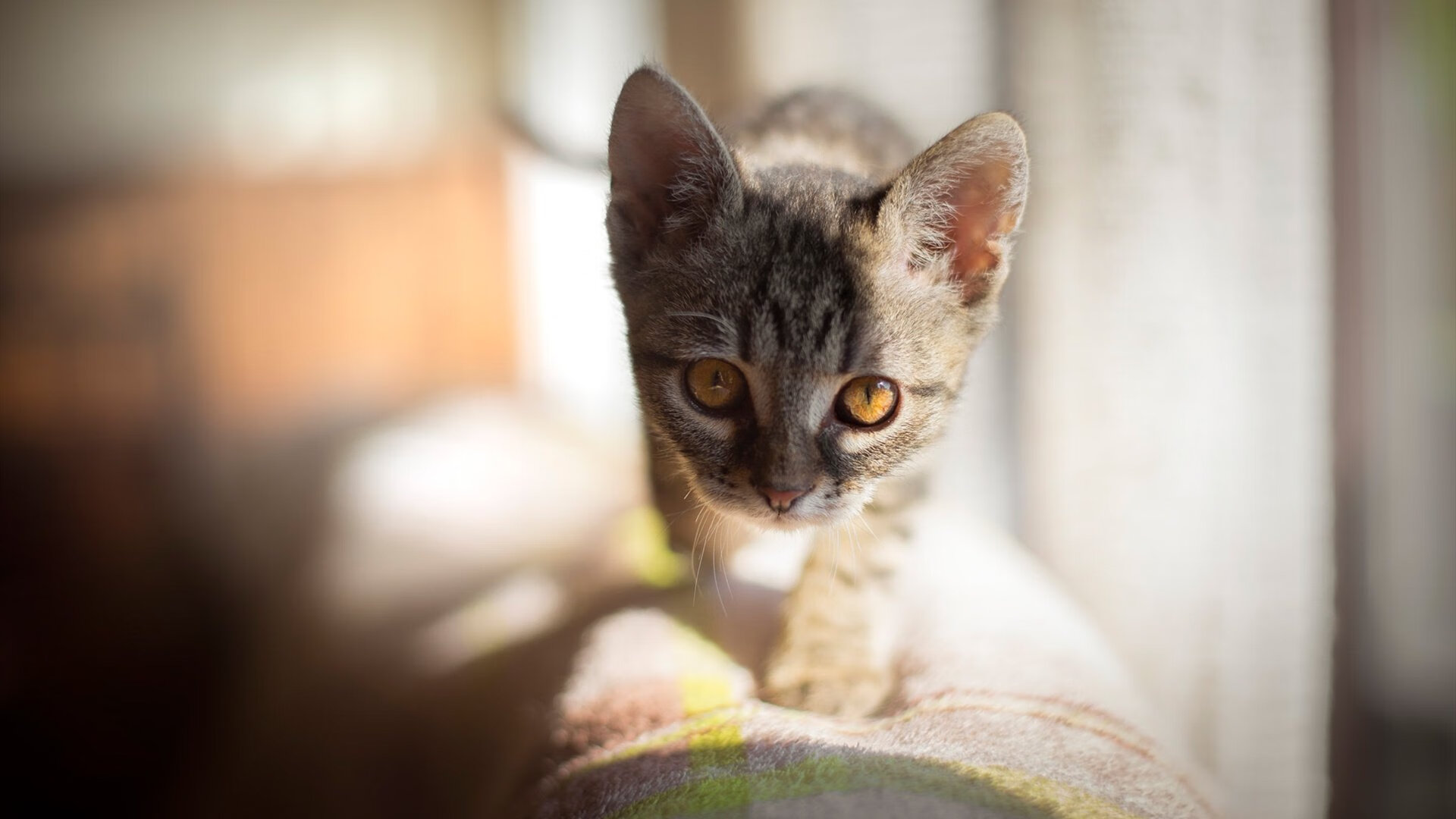 开云体育官网-紫金传奇跨界东方，詹姆斯率森林狼表演赛险胜山西