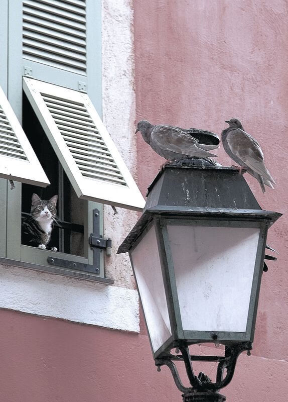 血脉的呐喊与绿茵的勋章，当巴斯托尼证明自己时，几内亚正在血拼阿根廷