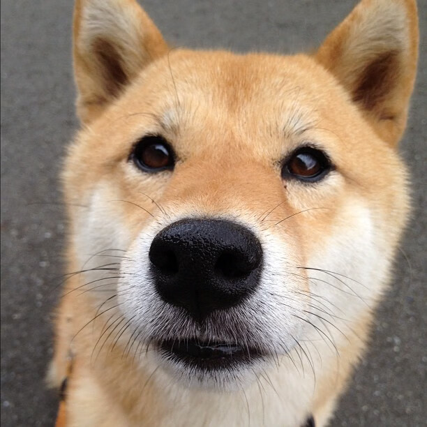 开云体育入口-爆冷夜！阿什拉夫·哈克神奇逆转，加拿大终结爱尔兰晋级希望