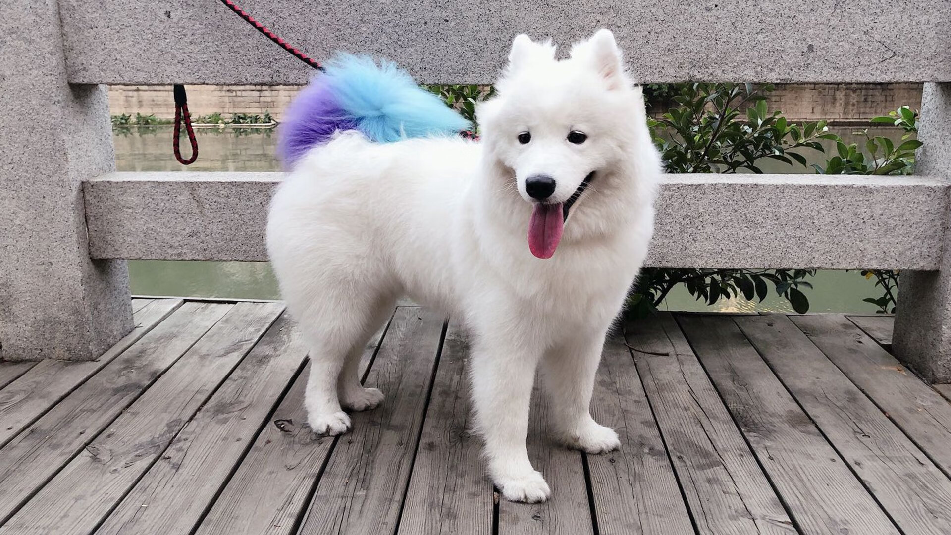 当雨林遇见安联,足球世界里不可能的双重奏