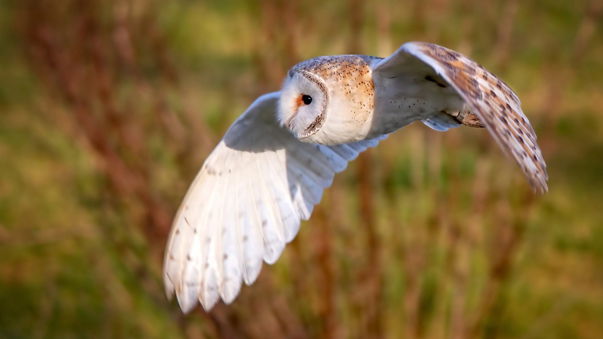 当蝴蝶掀翻桑巴鼓点,一场由哥斯达黎加与若日尼奥共同书写的秩序颠覆诗