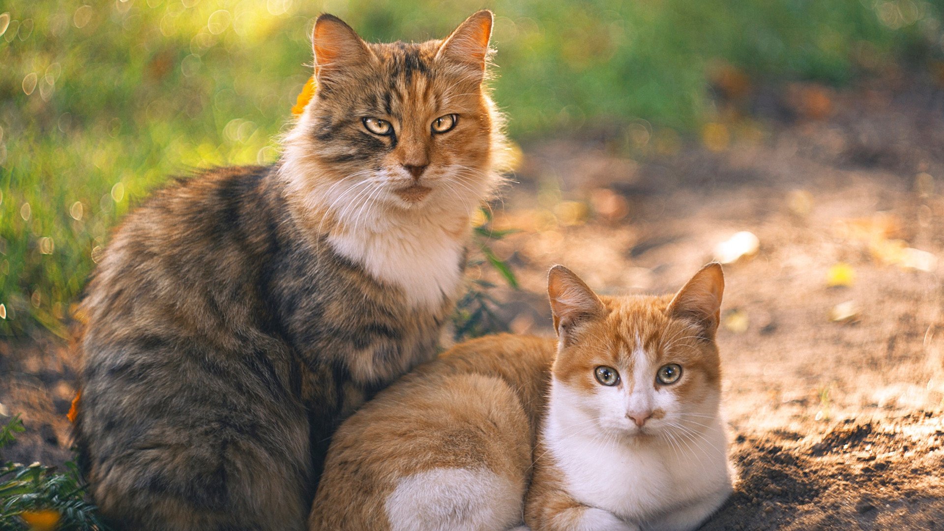 开云体育app-当绿茵场静默博弈，篮球场正上演暴力美学