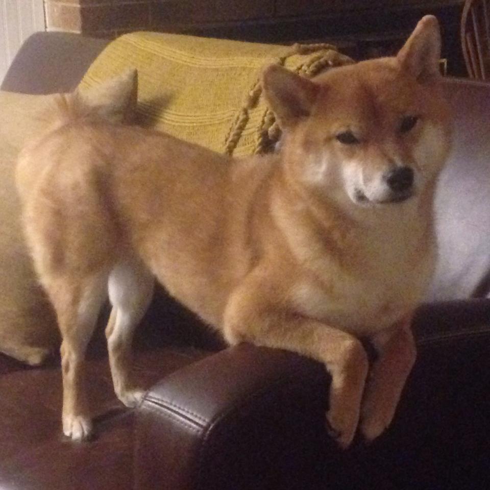 主宰者的钟摆,哈登关键节点连续得分击碎对手希望