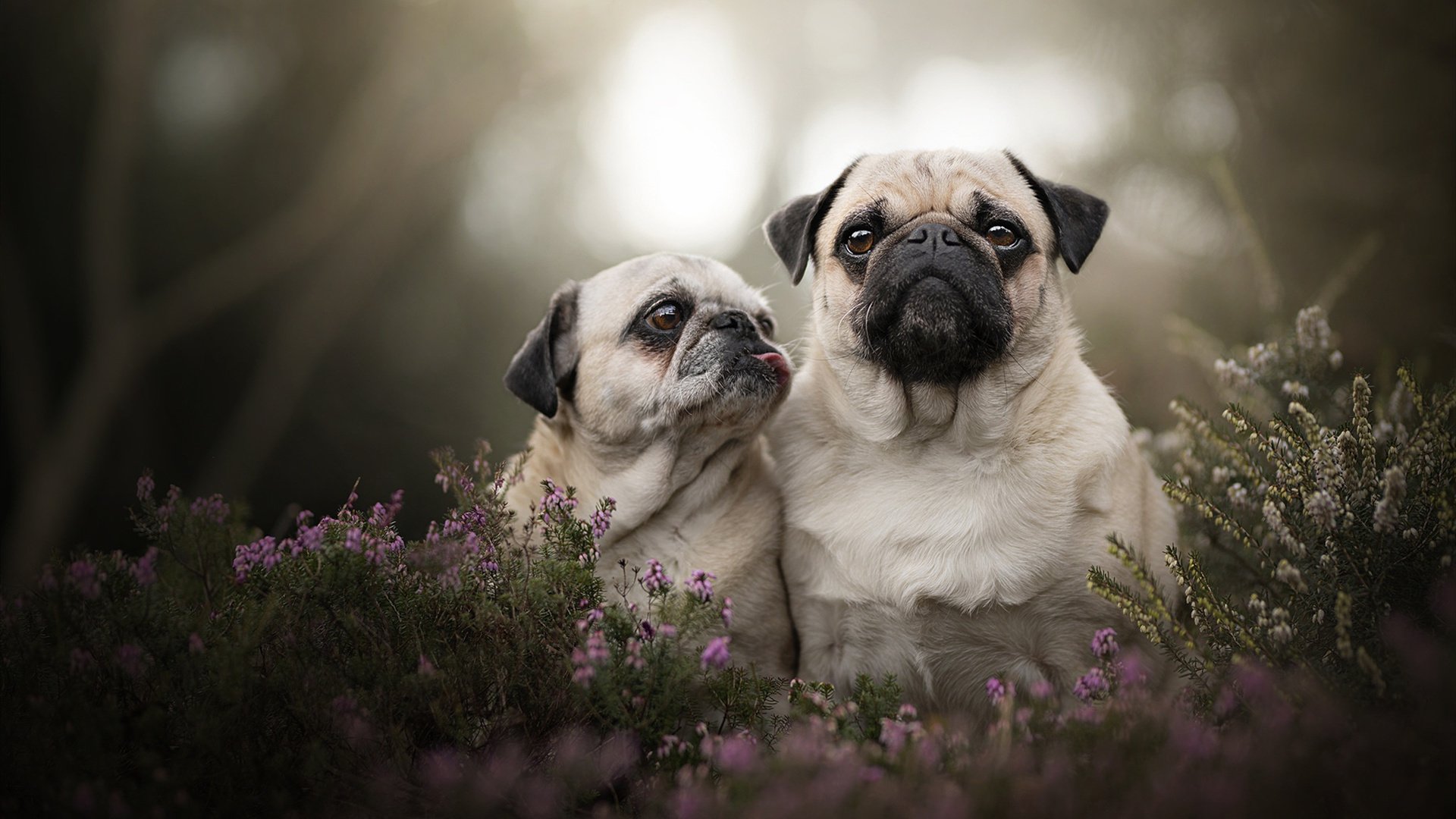 开云体育中国-贝恩无解法则撕裂防线，老鹰以终结者之姿碾过开拓者